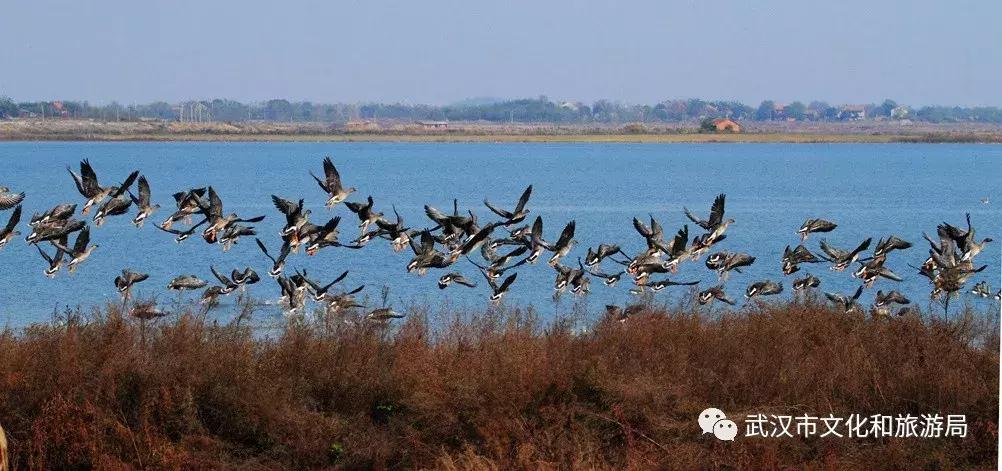 武汉一日游攻略必去十个景点免费,武汉一日游推荐景点介绍