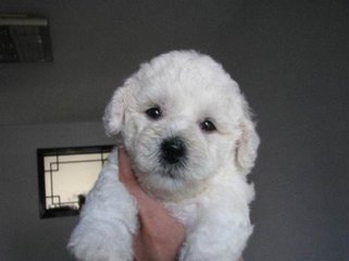 西宁市办理狗证条件,西宁市宠物狗证