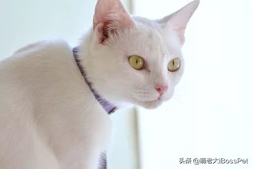猫咪身上会有弓形虫吗,猫咪身上有没有弓形虫