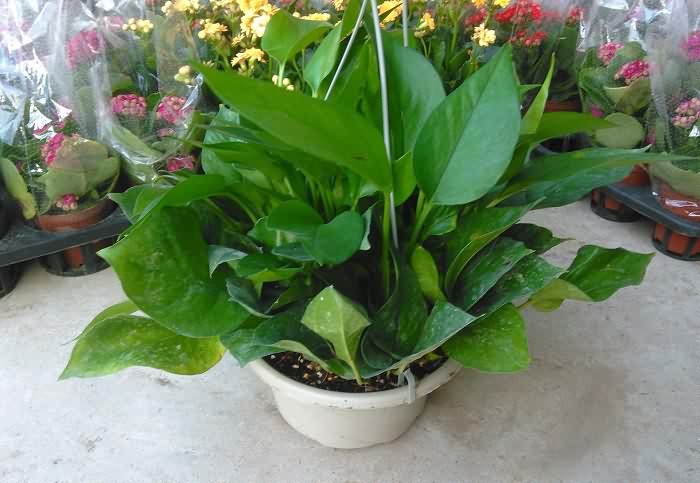 除甲醛最好最快的植物排行榜,植物除甲醛是真的有效果吗