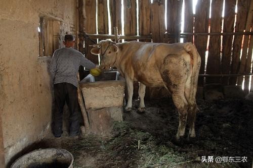 牛吃什么容易生长,牛需要喂盐吗