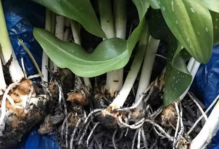 马蹄莲叶子长长后可以分株吗,发芽中的马蹄莲如何分株