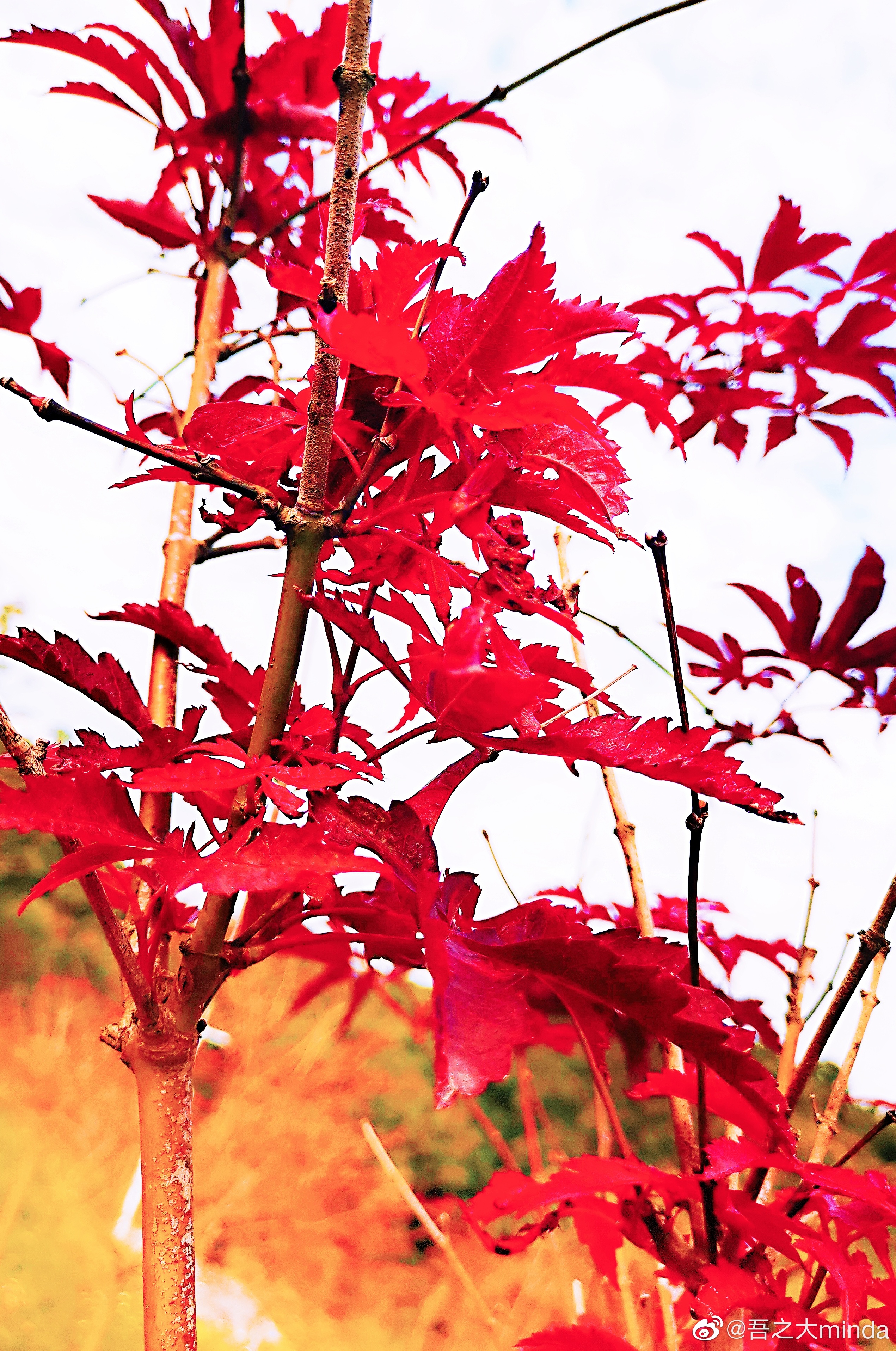 梧桐山下幽径,梧桐山下清风明月