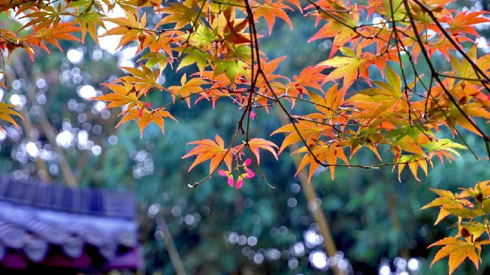 秋秋分享音乐,秋秋分享日常