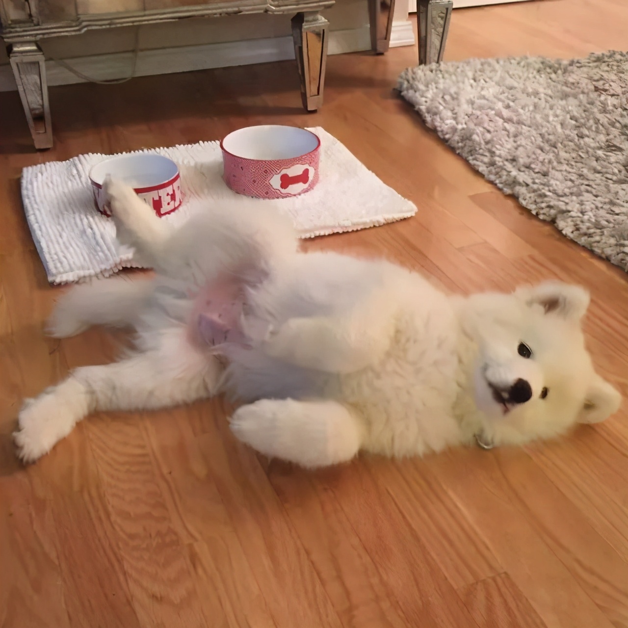 什么样的狗狗来报恩的,狗狗这些行为原来是在向你报恩