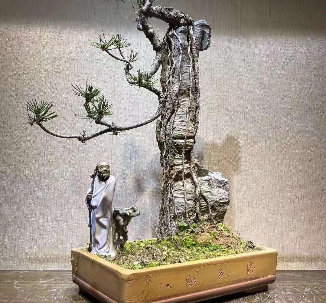 附石黑松的养护技巧 (大附石黑松)