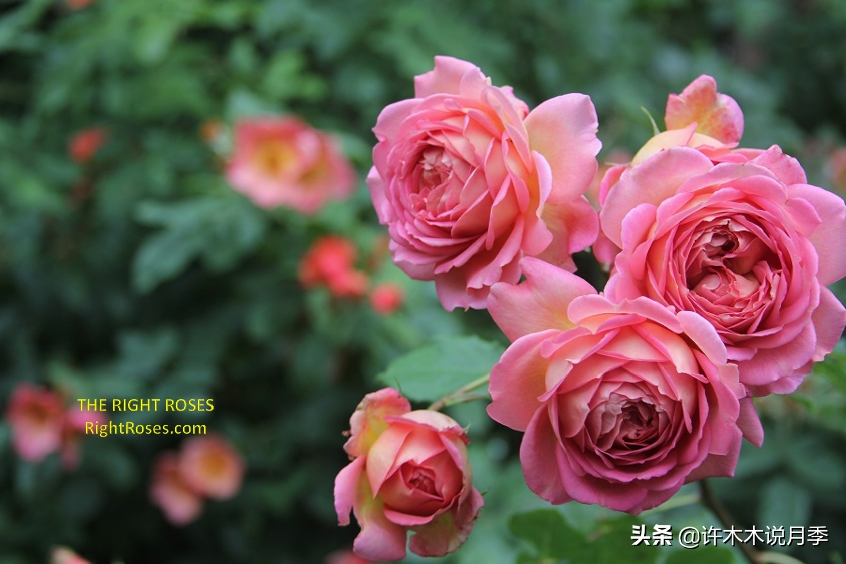 推荐一下多头月季花,100种月季品种大全