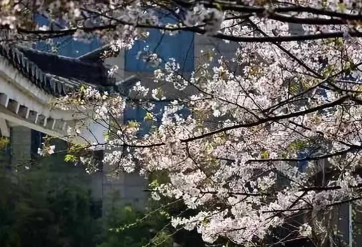 南通赏樱,江苏樱花景区介绍