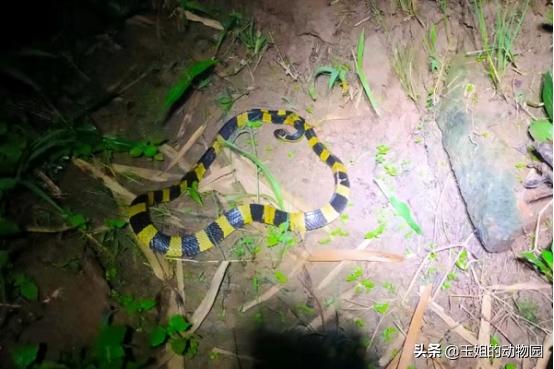 金环蛇是不是比银环蛇稀有,金环蛇到底有多可怕