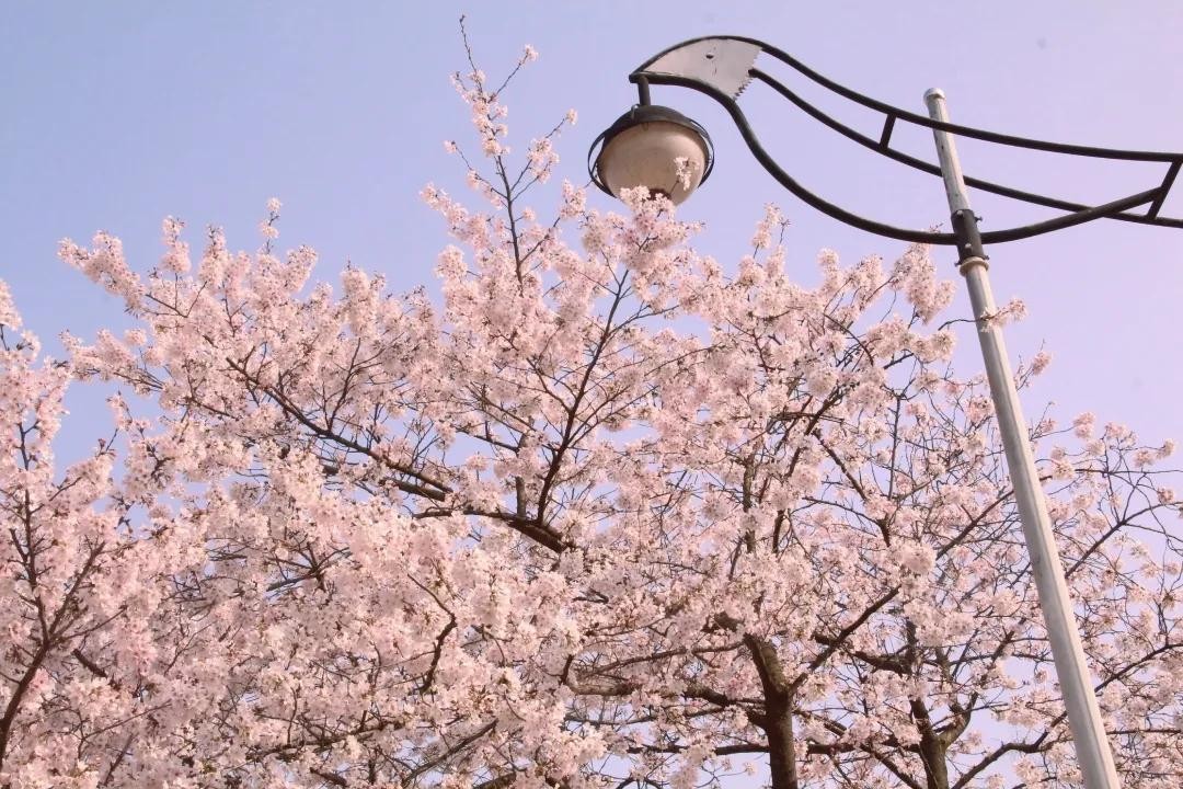 全国食堂最好吃的十所高校,全国最美高校食堂排名