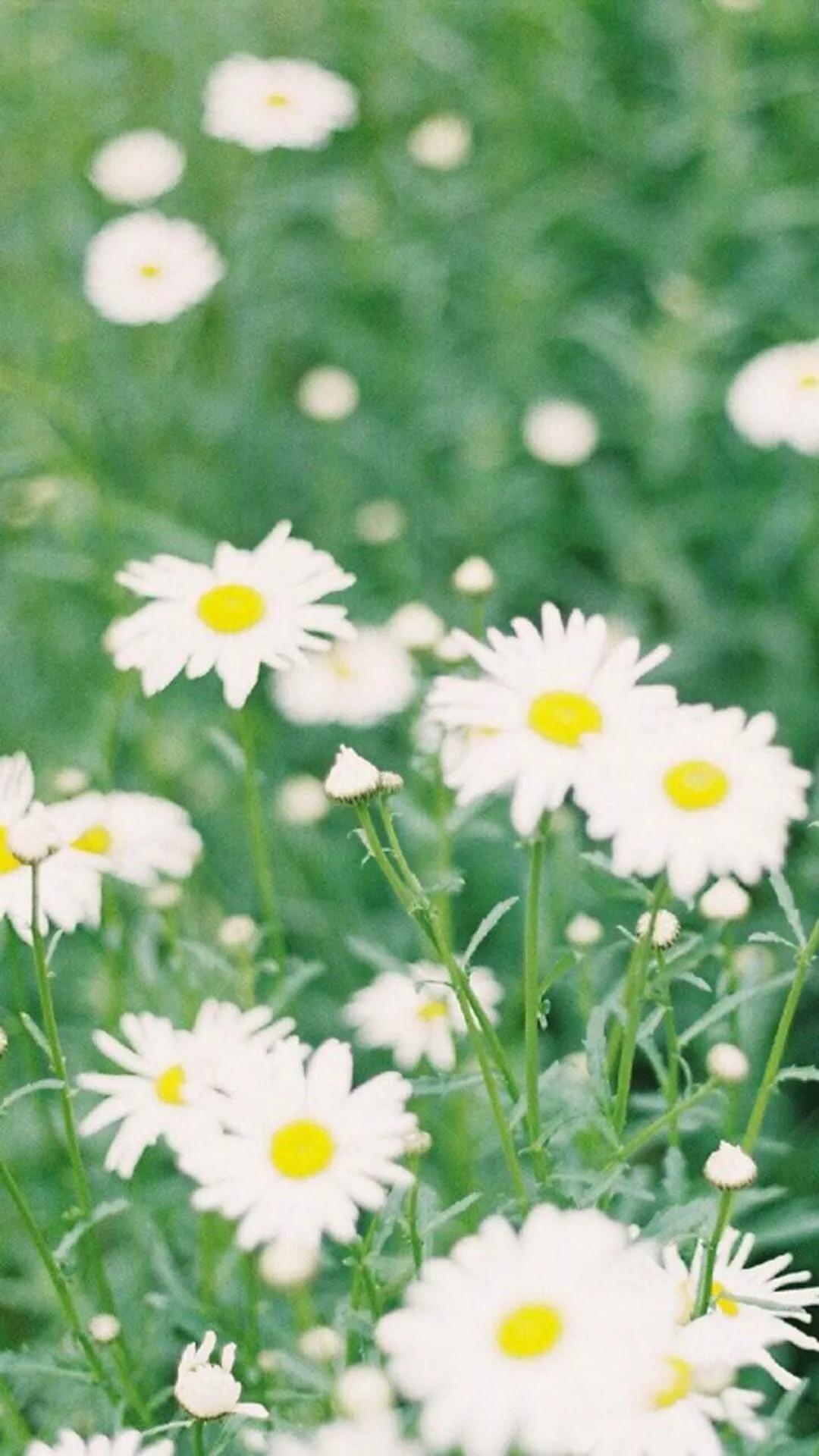 什么颜色的壁纸保护眼睛,保护眼睛的绿色壁纸唯美高清