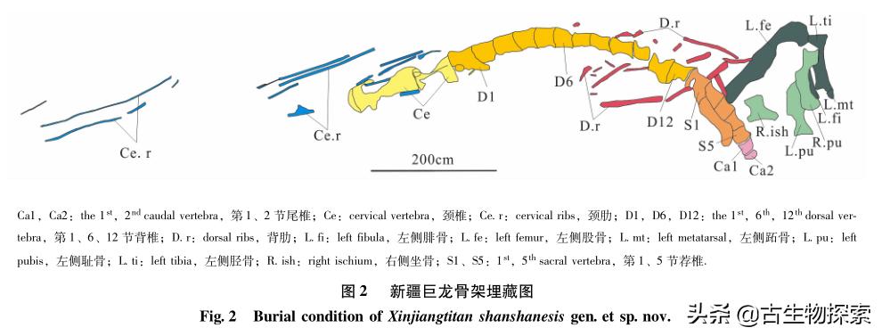 六具令人难以置信的恐龙化石,中国最新发现的恐龙化石