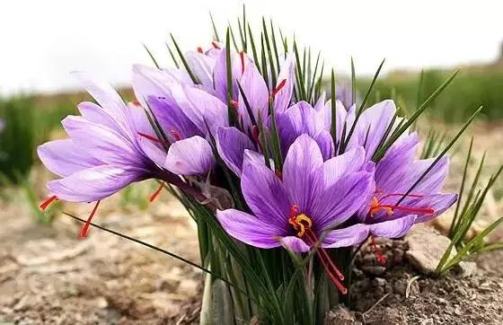 十大名贵花卉图片大全,十大名贵花卉家庭盆栽易养活的花