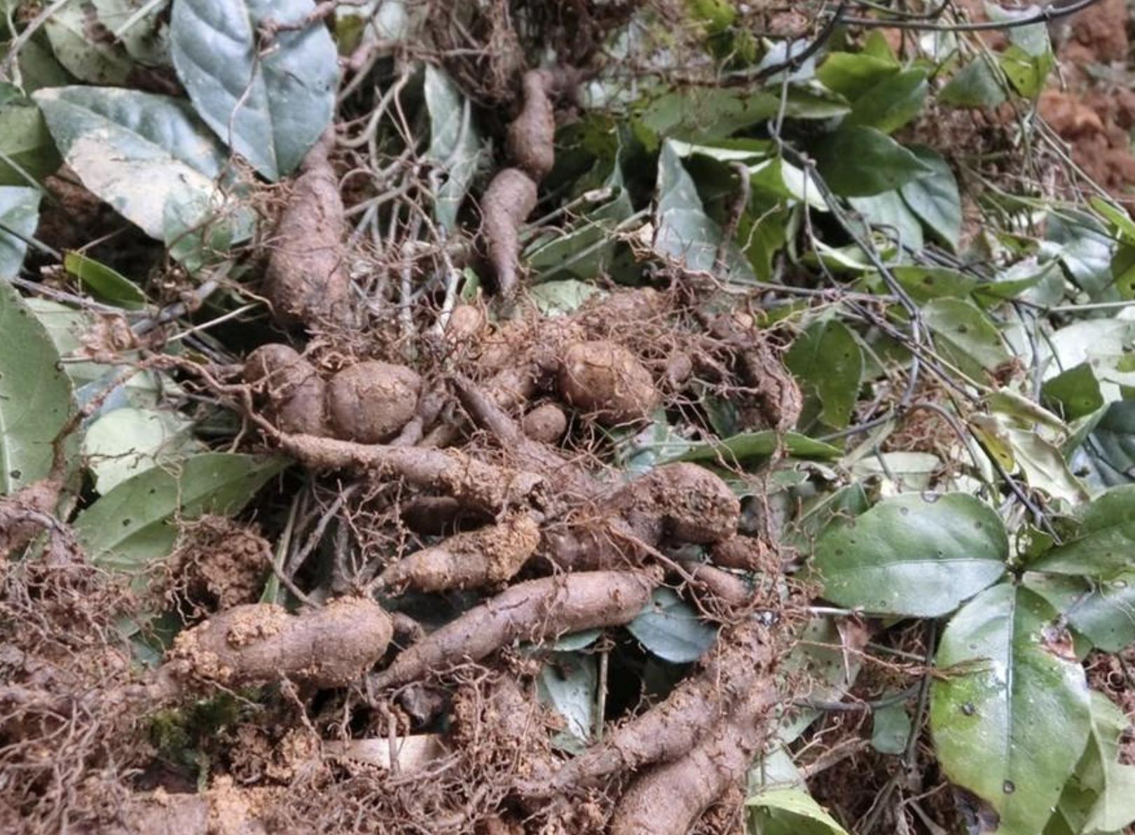 农地里有1种“绿植”，块茎和生姜一样大，人称“蛇附子”，珍贵