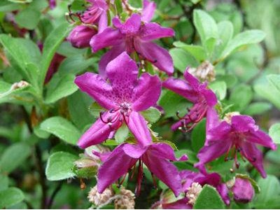 杜鹃花怎么管理枝条旺盛越长越大,怎么养杜鹃花花期长