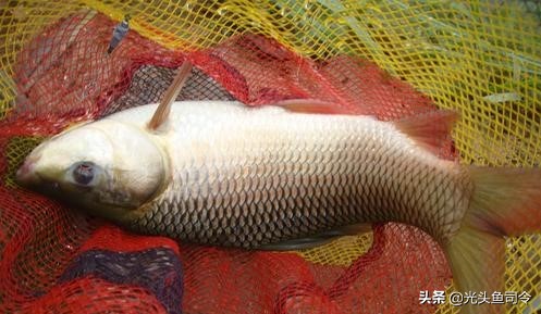 印度野鲮,印度野鲮鱼