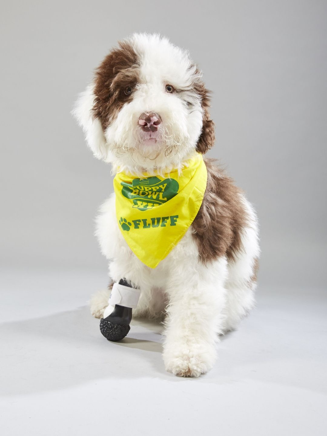 为流浪狗举办的美式足球比赛，欢迎残障狗狗参与，想帮它们找新家