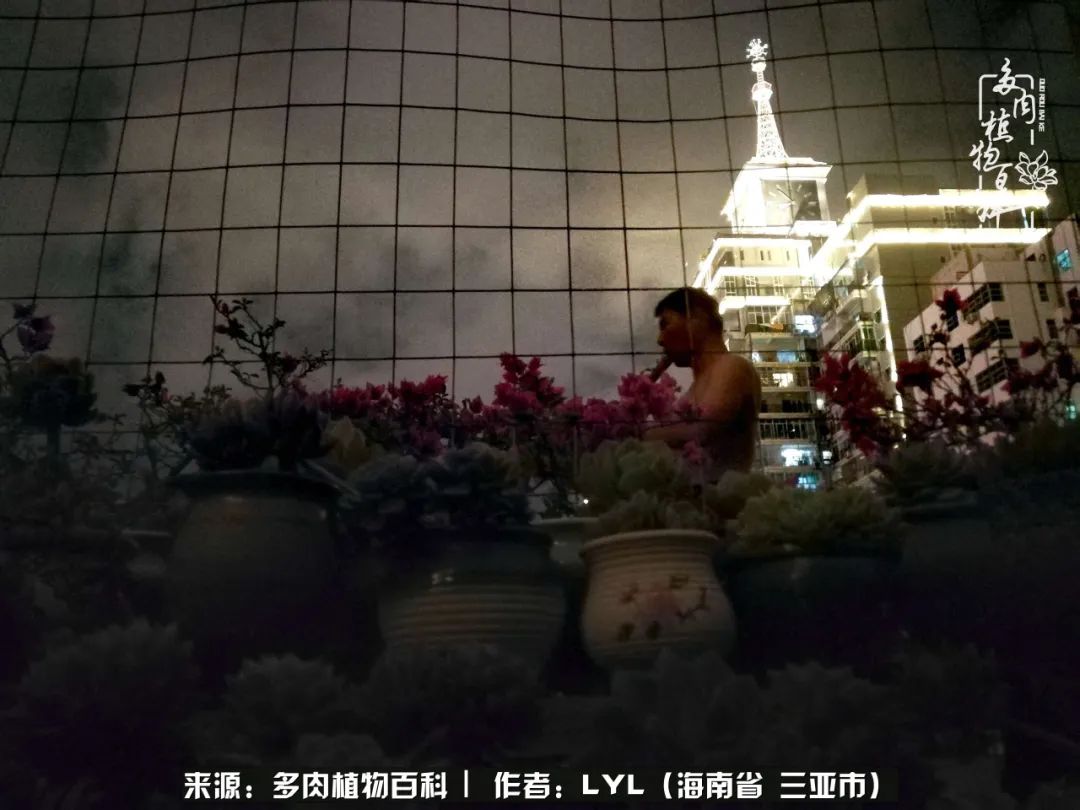 开挂区养多肉,非开挂区怎么把多肉养出状态