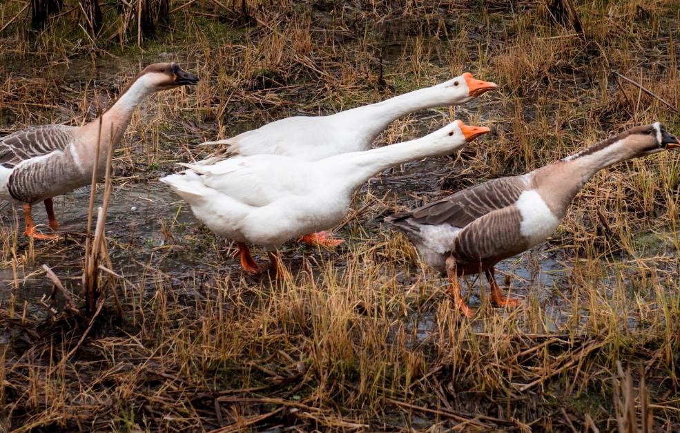 为什么凶悍的黄鼠狼看到鹅却害怕,猖狂的黄鼠狼