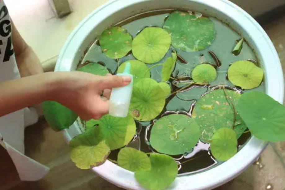 养睡莲的2种自制营养液,养睡莲用的土不混水