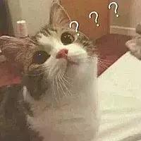 猫咪猫闹该怎么办？现在还有人相信棉签*法大**？