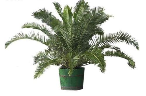 铁树怎么养护和浇水,铁树怎么养才能更旺盛