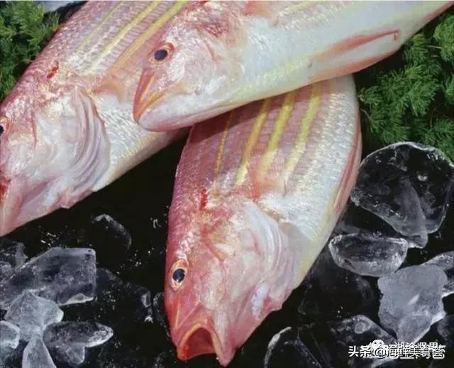 十种最便宜的海鱼,常见海鱼价格排名大全