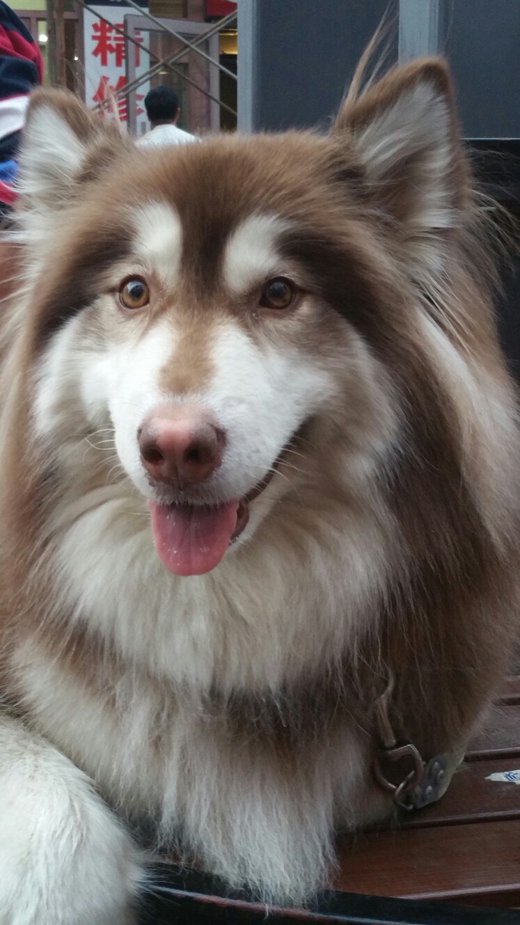 雪橇三傻之哈士奇,雪橇三傻之阿拉斯加拉车