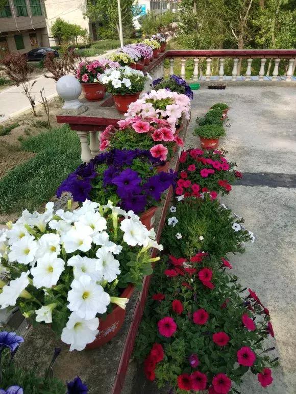 绿萝如何养才能活得更茂盛,养绿萝只需2个技巧