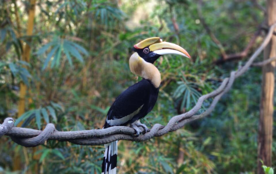 2019广州长隆动物园有哪些动物,广州长隆动物园多少个动物