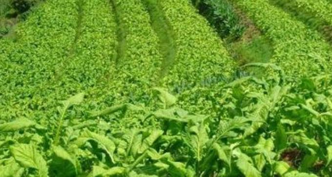 福建省龙岩烟草,龙岩中国烟草