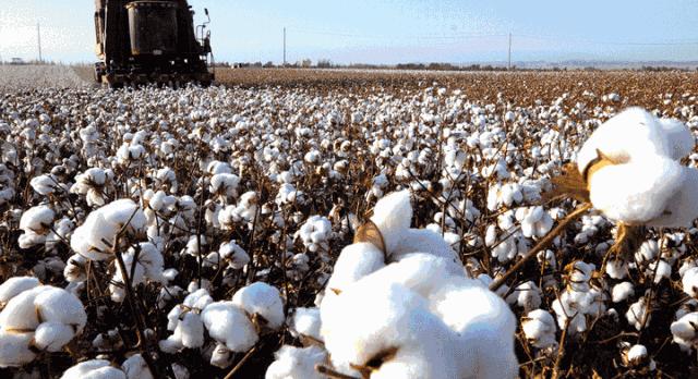 床品四件套长绒棉全棉,床品100支长绒棉与纯棉的区别