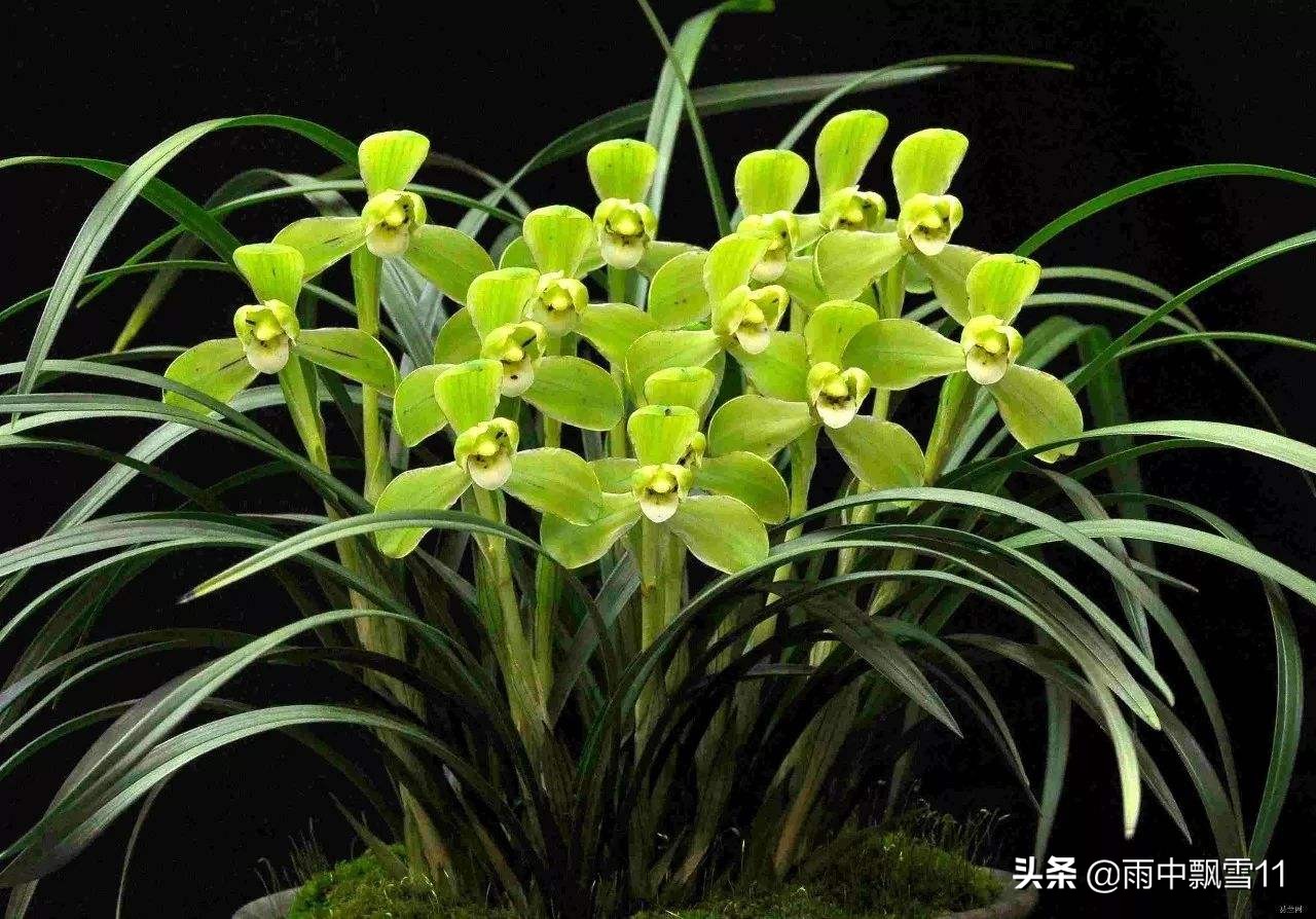 兰花如何养殖才能养得更好,关于兰花的养殖方法和技巧