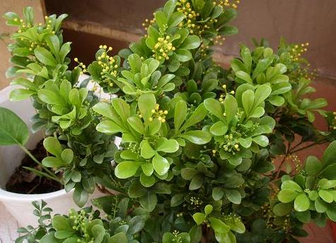 老桩花卉米兰的养殖方法,米兰老桩冬季怎么养护