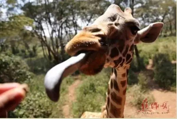 50条让你震惊的冷知识,这十个冷知识确实涨见识