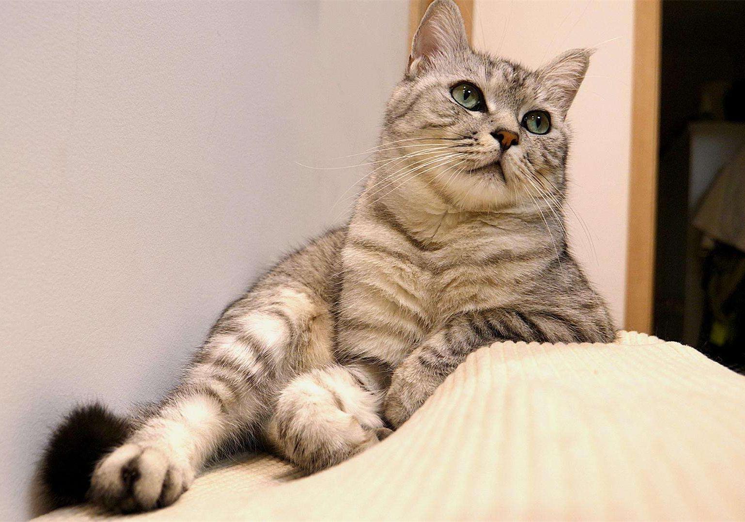 猫咪吃糖吃的很欢,猫咪吃糖会怎么样