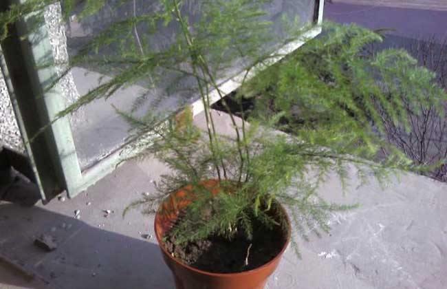 家养文竹枝叶干枯？多注意这些问题，使其枝叶翠绿