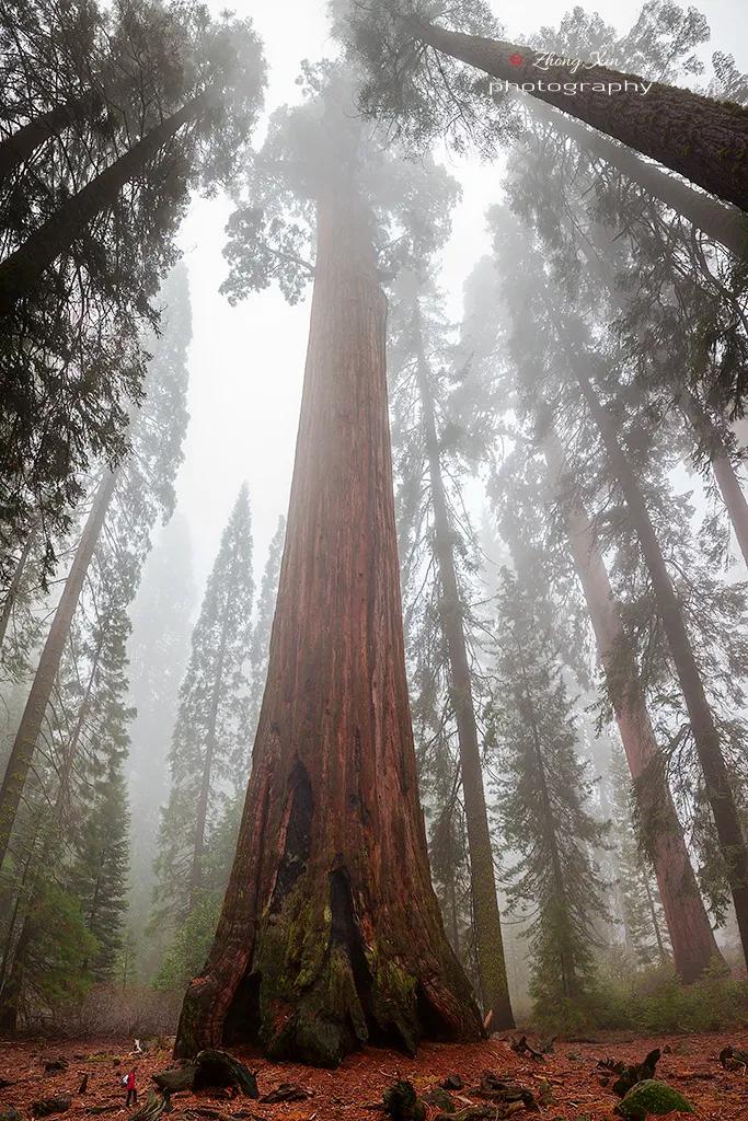 人类用8年就灭亡的动物,人类用八年就灭杀的动物
