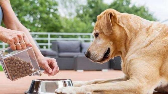 宠物好消息,狗狗好事来了怎样让它早点消失