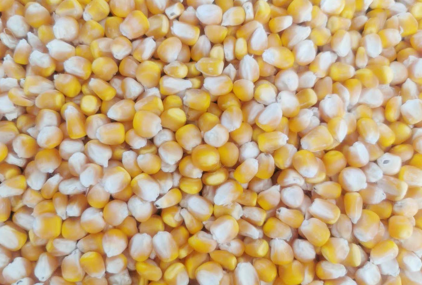 玉米种是大粒高产还是小粒高产,玉米种小粒好还是大粒好