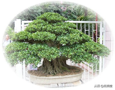 丛林式盆景欣赏,盆景欣赏及制作