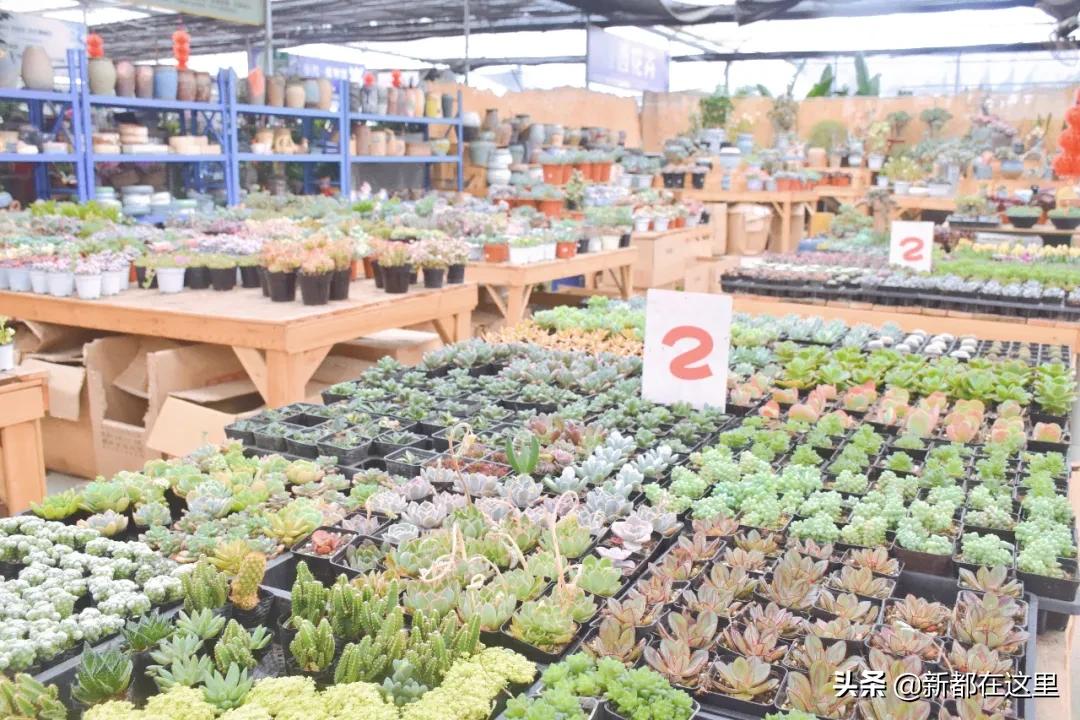 三圣花卉市场正规吗,三圣乡花卉市场今日现状