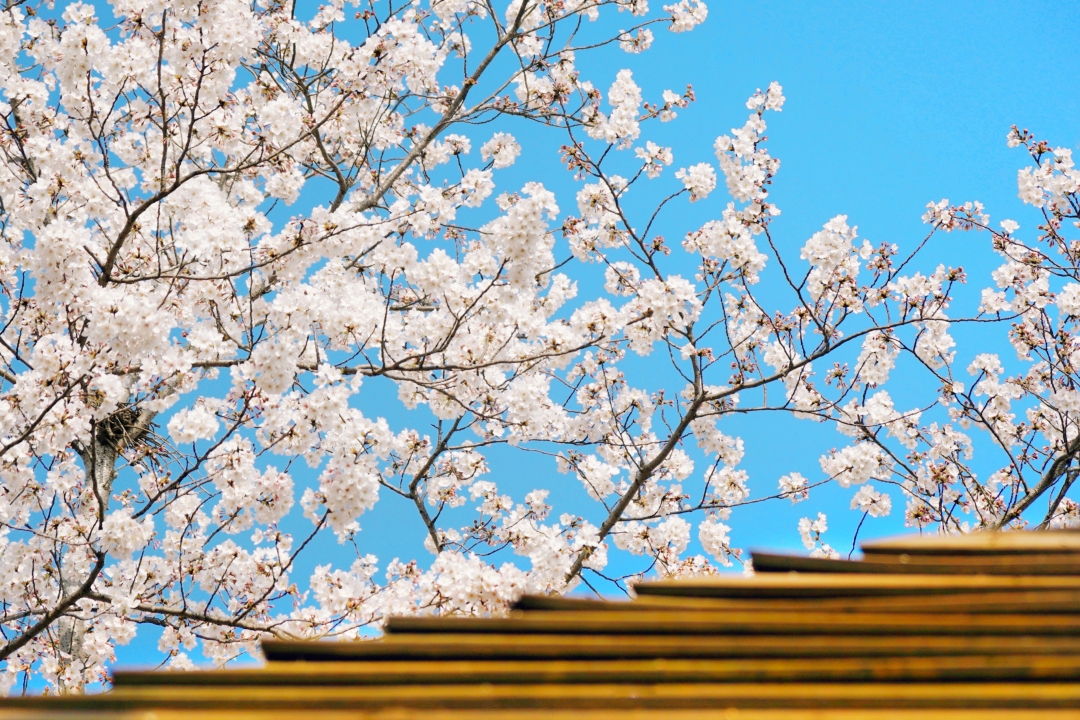 上海城隍庙豫园全部风景,上海城隍庙附近好玩的景点推荐