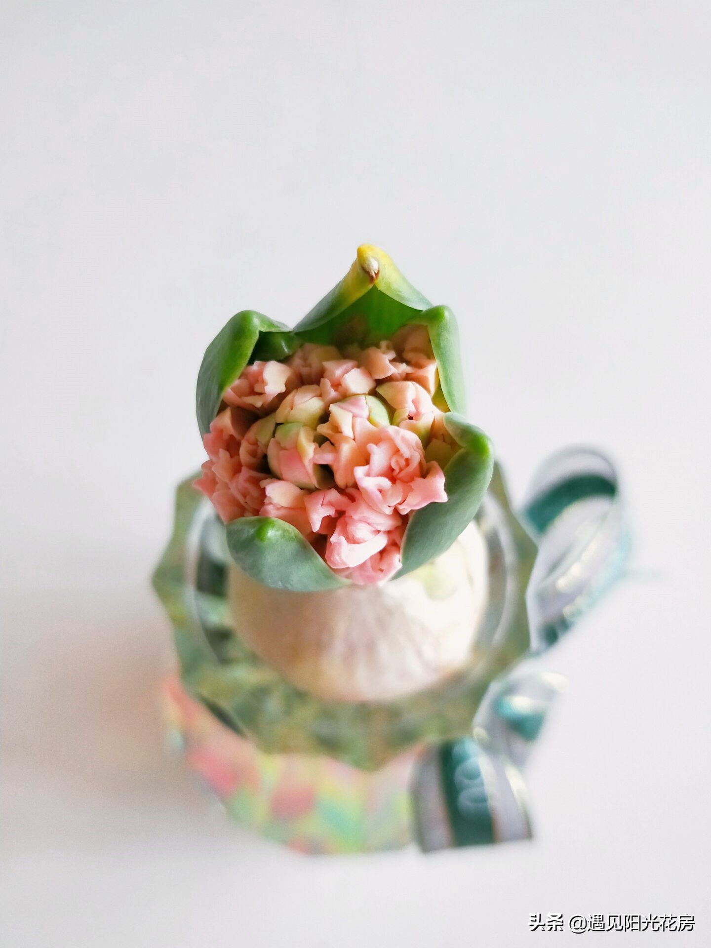 水培风信子种球发霉了怎么办,水培风信子种球开过花后怎么处理