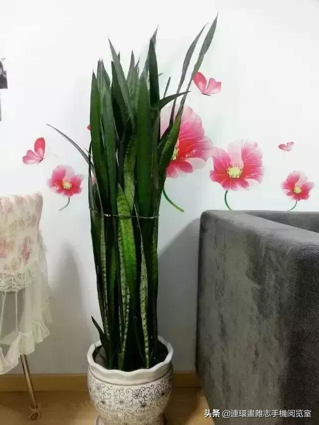 100种常见花卉植物图谱,100种花卉素描图谱