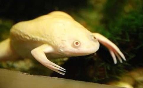 灭绝人性的三种动物实验,10种不怕死的动物