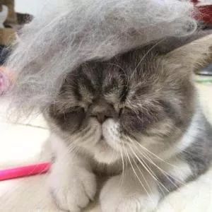 猫咪不能吃辣是对的吗,猫咪不能吃油炸食品吗