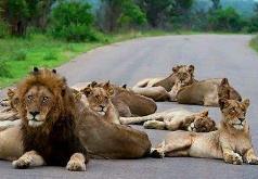 每天十条冷知识第61讲，狗不能吃海带？