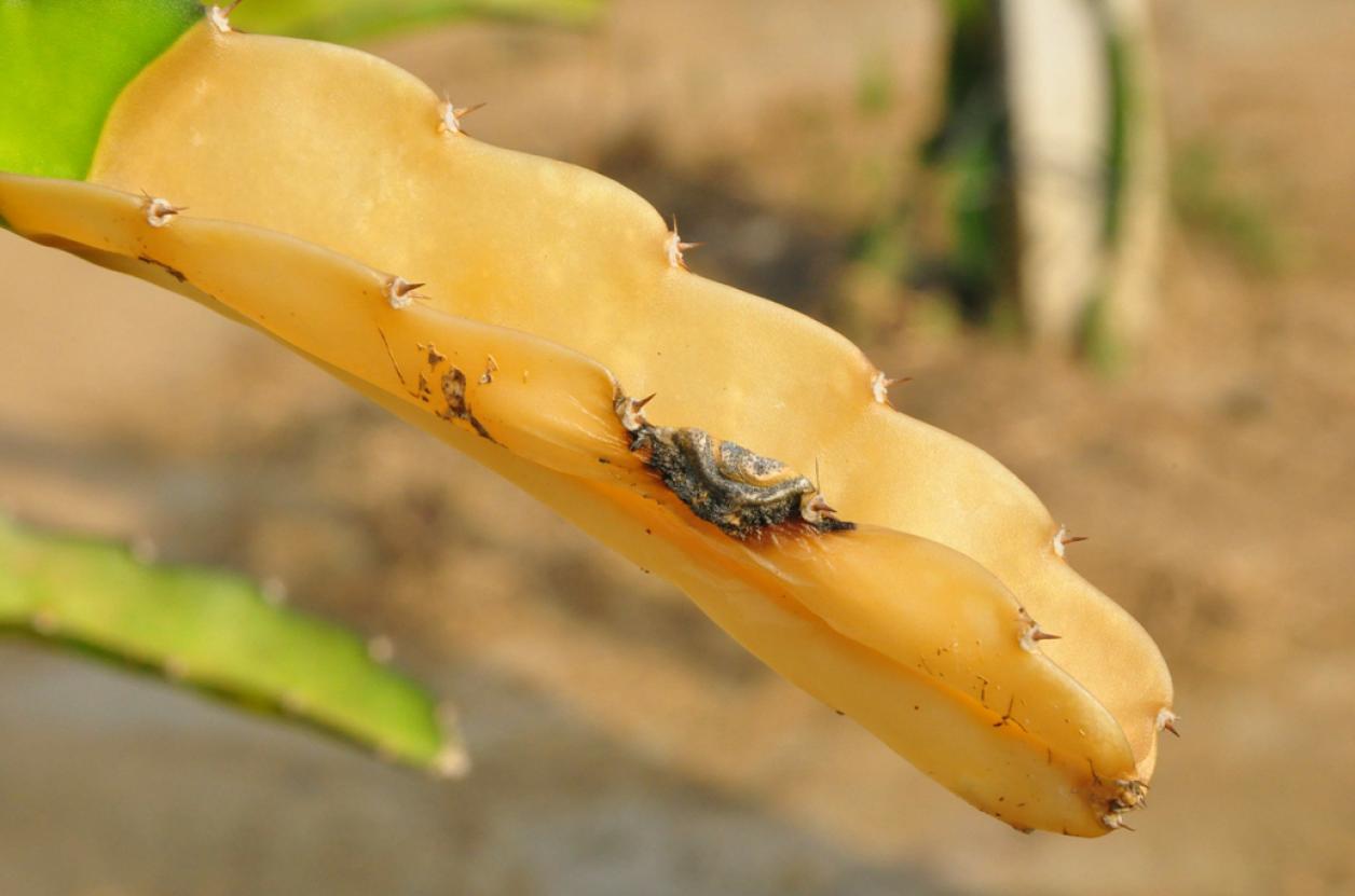 火龙果顶端黄褐色腐烂,火龙果发黄掉果怎么回事