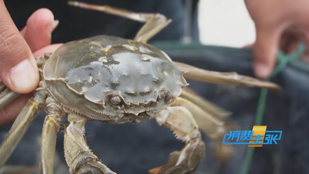 阳澄湖大闸蟹捕捞现场,大闸蟹捕捞现场